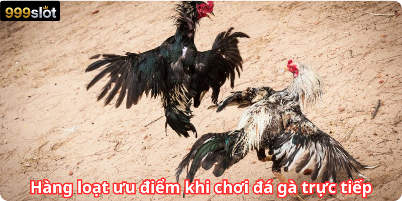 Hàng loạt ưu điểm khi chơi đá gà trực tiếp
