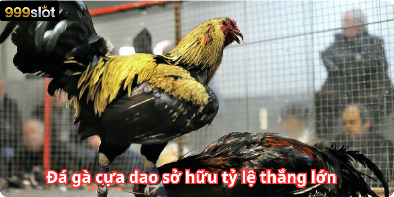 Đá gà cựa dao sở hữu tỷ lệ thắng lớn