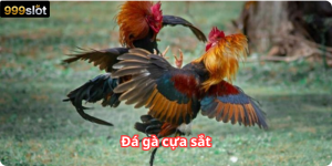 Đá gà cựa sắt